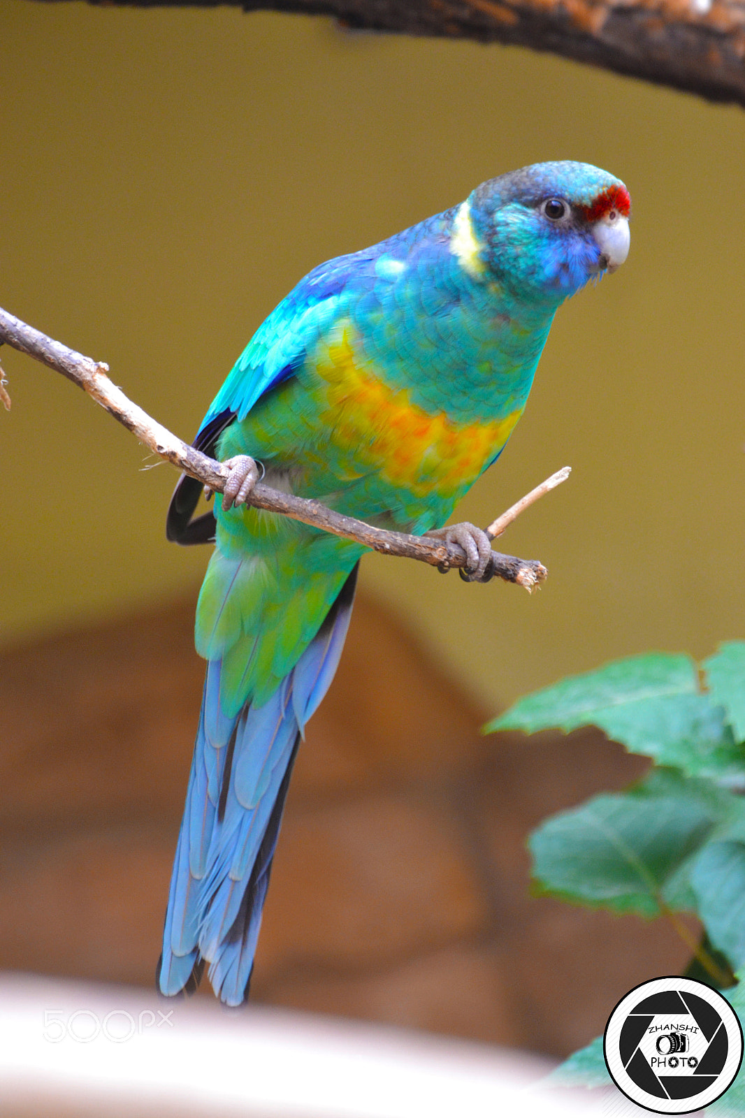 Nikon D3100 sample photo. Parrot photography