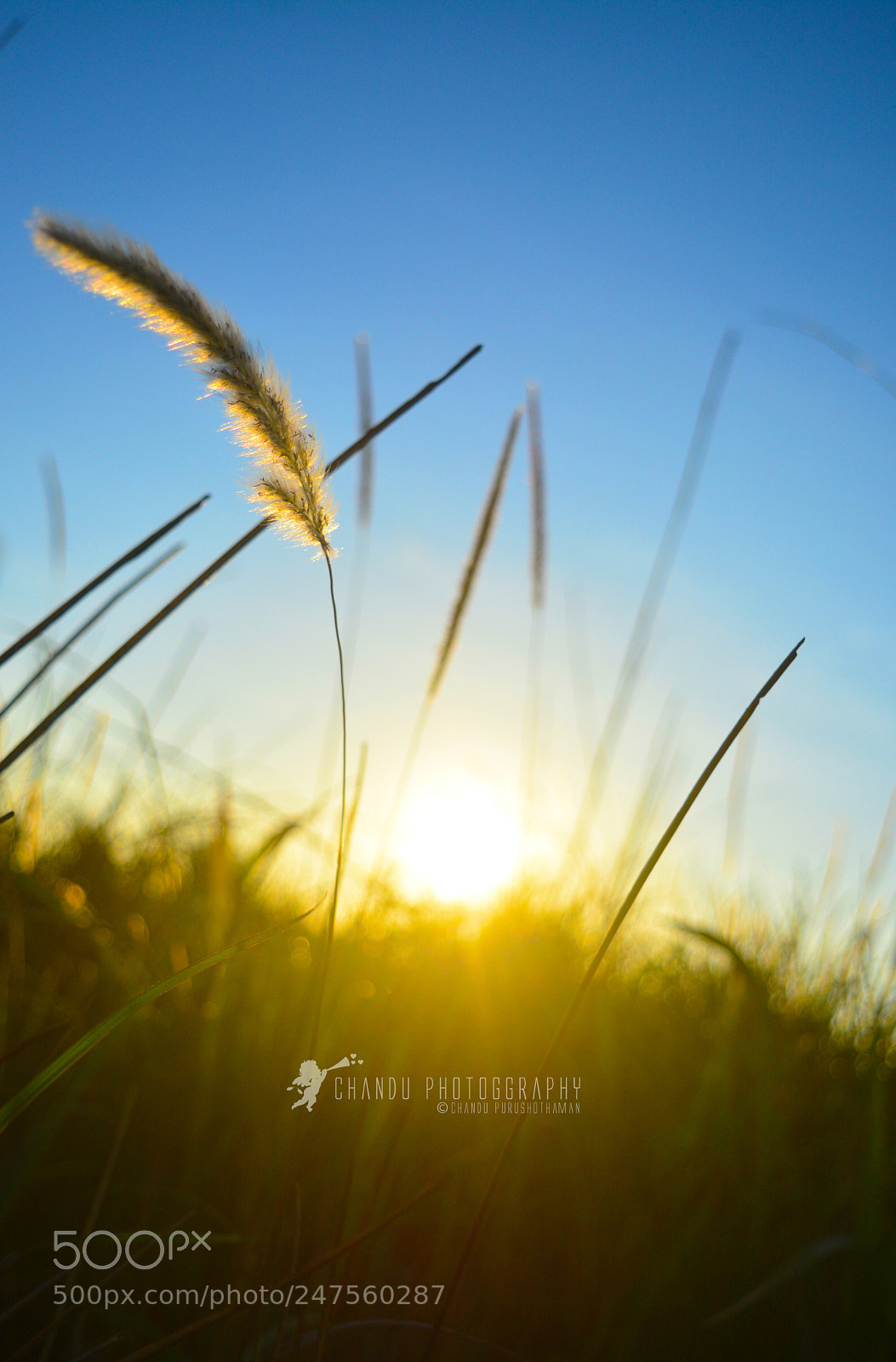Nikon D5200 sample photo. Morning bliss <3 photography