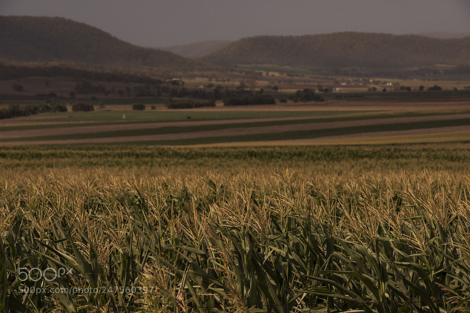 Nikon D800 sample photo. Country agricultural and farming photography