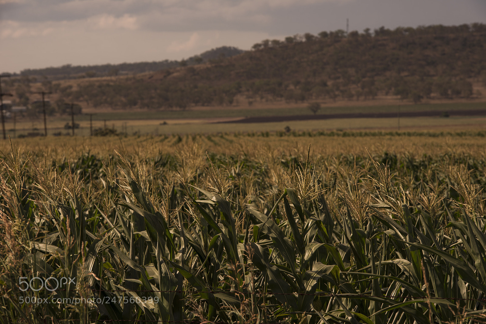 Nikon D800 sample photo. Country agricultural and farming photography
