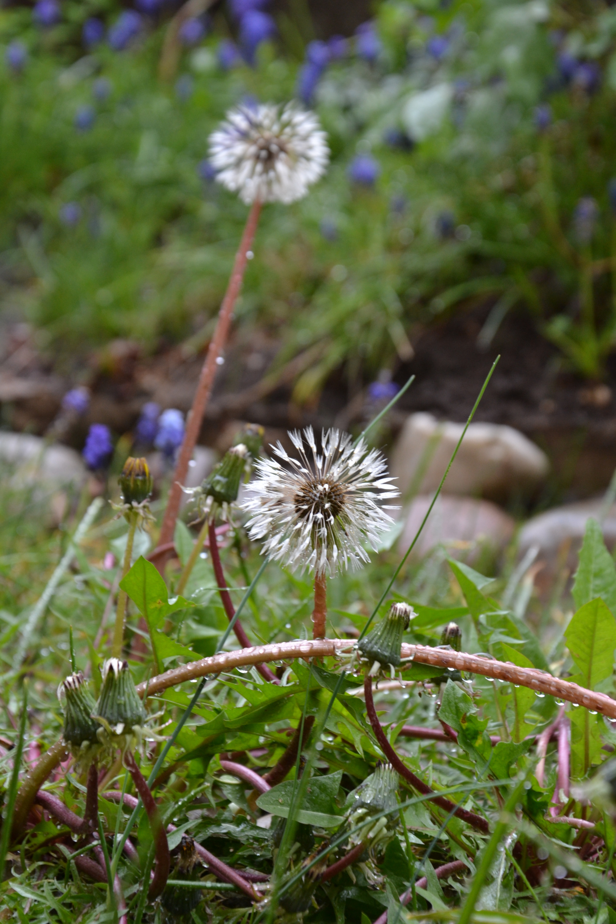 Nikon D3100 sample photo