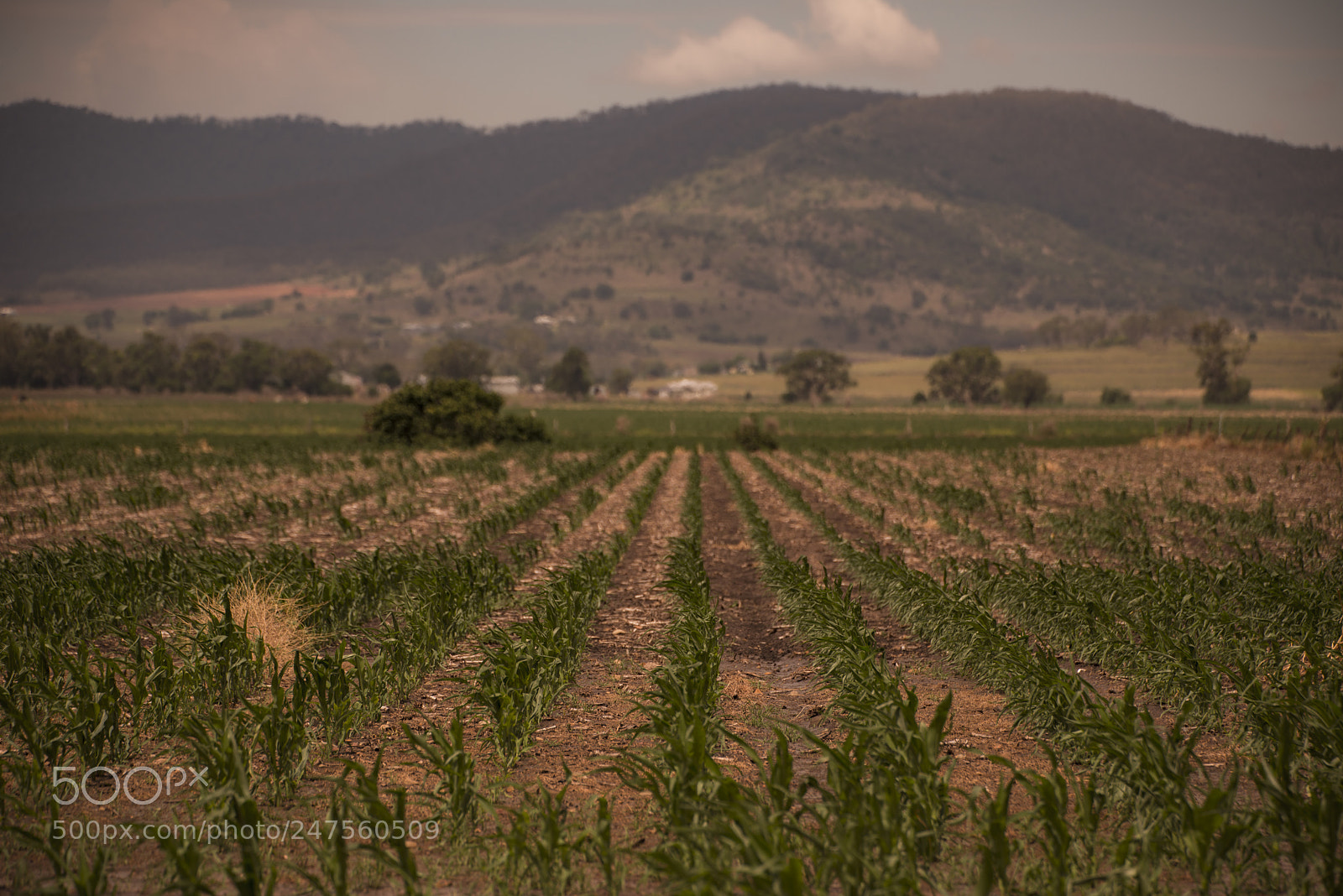 Nikon D800 sample photo. Country agricultural and farming photography