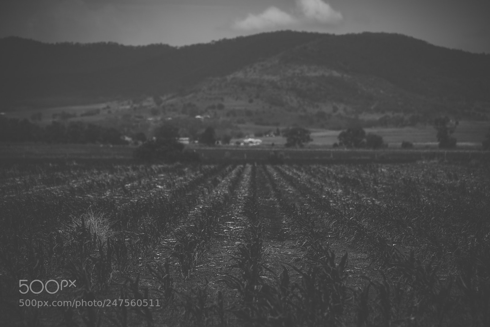 Nikon D800 sample photo. Country agricultural and farming photography