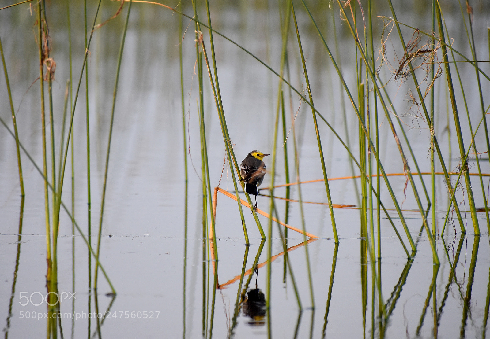 Nikon D3400 sample photo. Small yellow bird photography