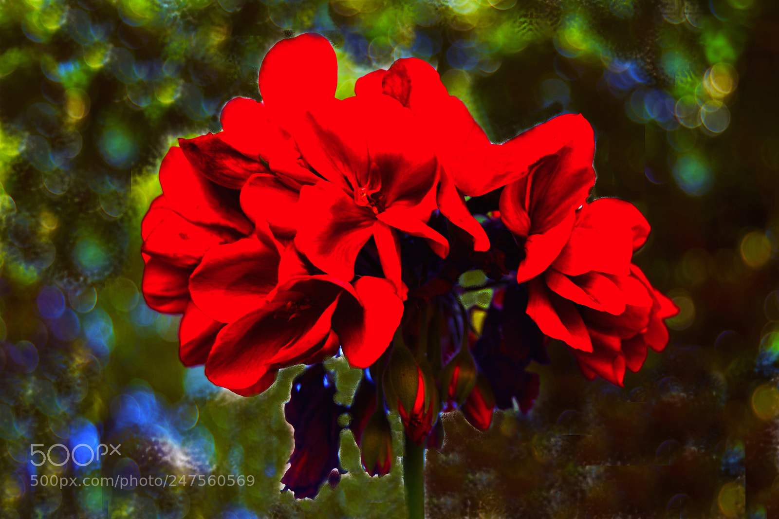 Nikon D3100 sample photo. Flor photography