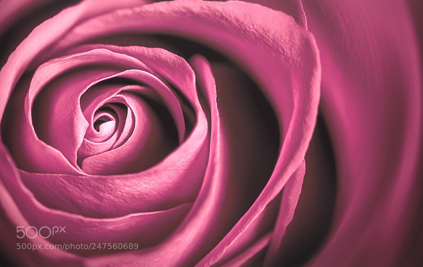 Apple iPhone X sample photo. Pink rose photography
