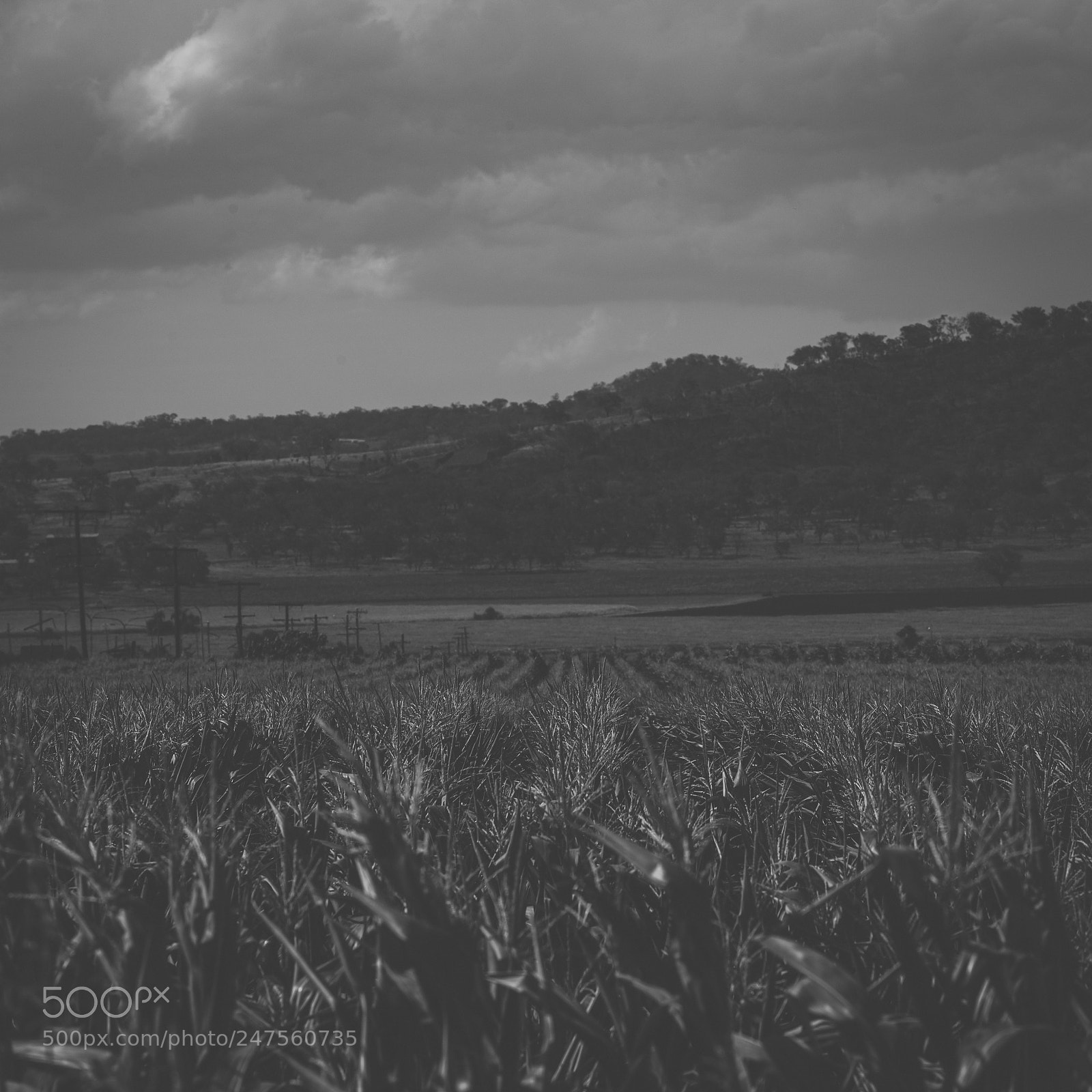 Nikon D800 sample photo. Country agricultural and farming photography