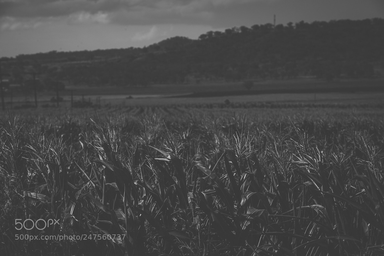 Nikon D800 sample photo. Country agricultural and farming photography