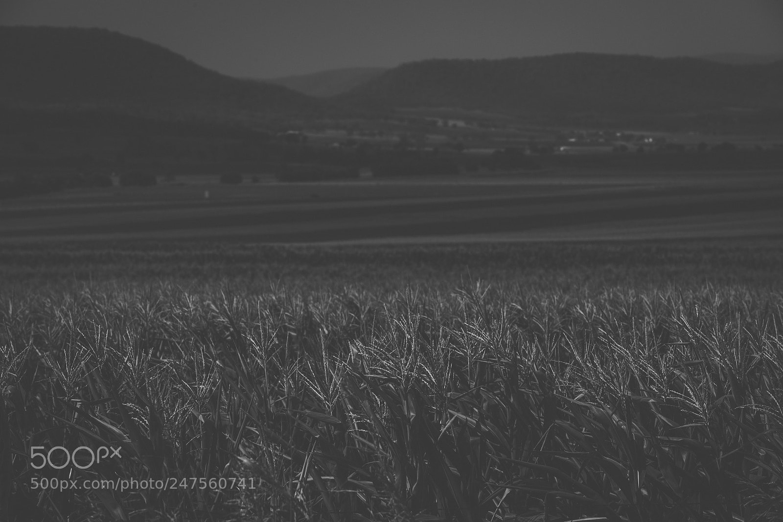 Nikon D800 sample photo. Country agricultural and farming photography