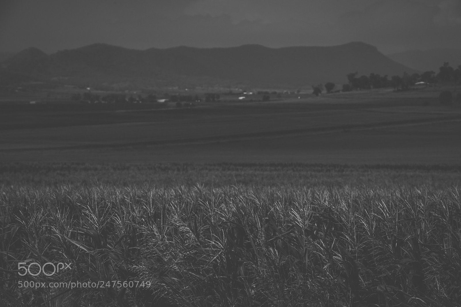 Nikon D800 sample photo. Country agricultural and farming photography