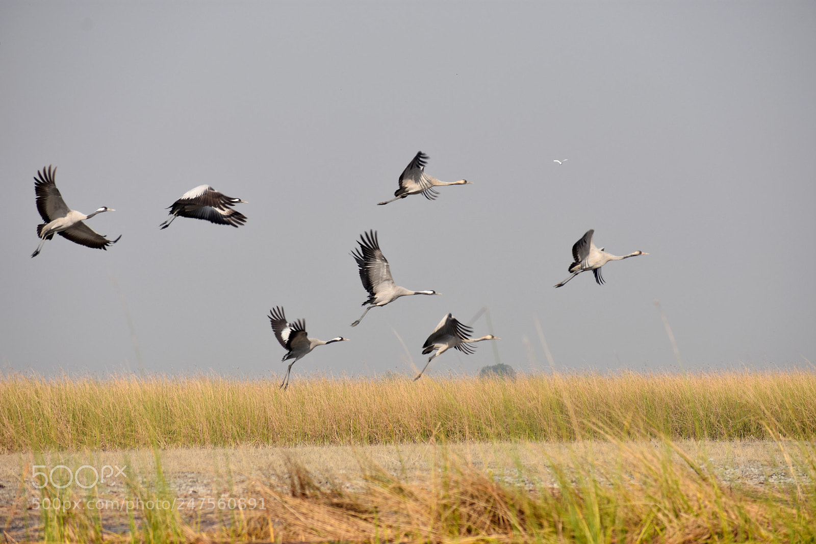 Nikon D3400 sample photo. Common crane photography
