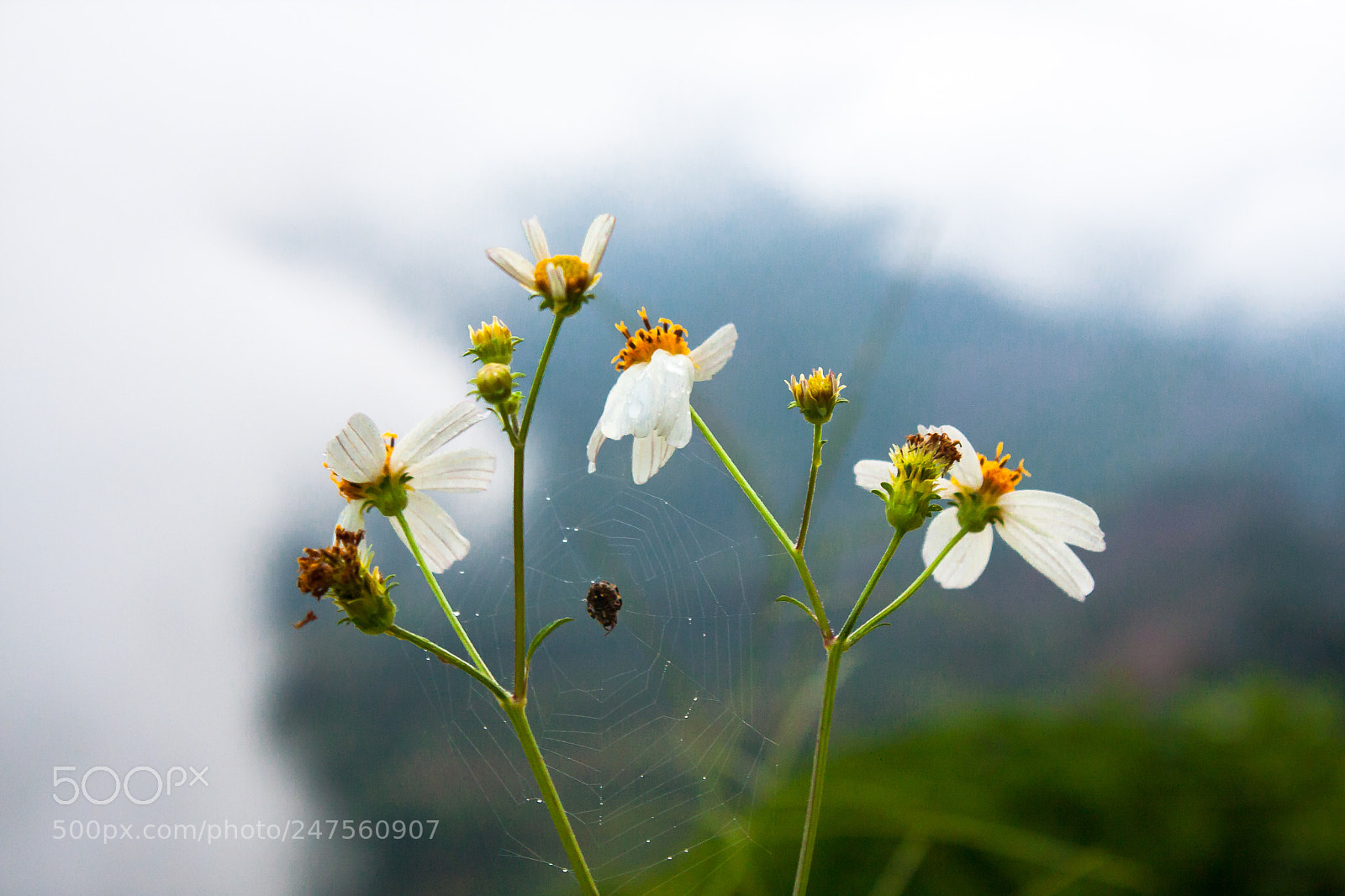 Canon EOS 40D sample photo. Bidens pilosa photography