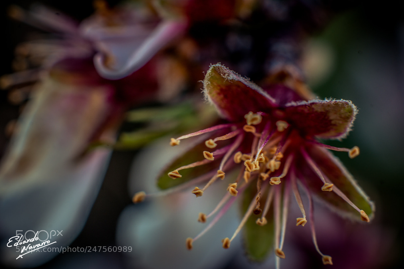 Nikon D7100 sample photo. Flor del almendro photography