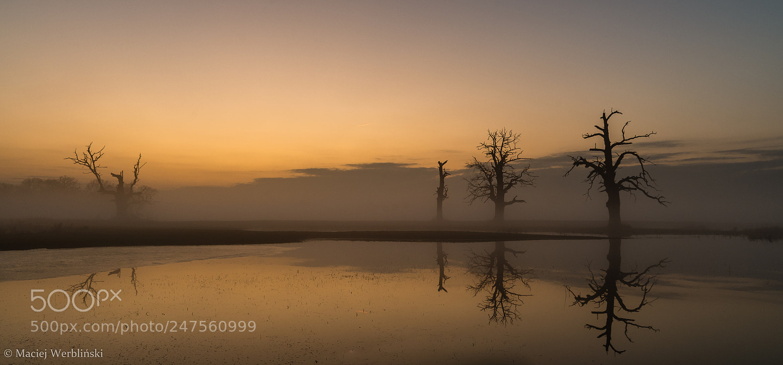 Pentax K-50 sample photo. Golden sunset photography