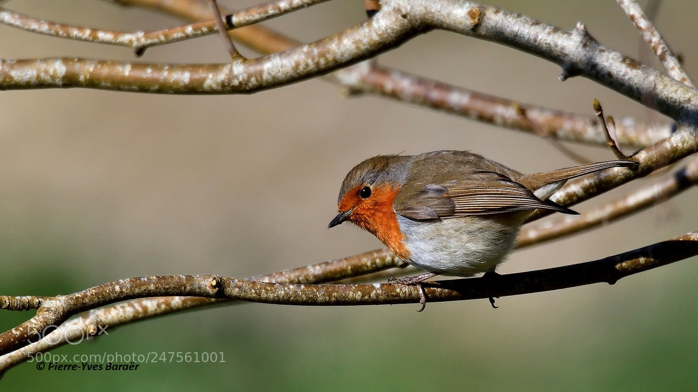 Nikon D500 sample photo. A chilly redbreast photography