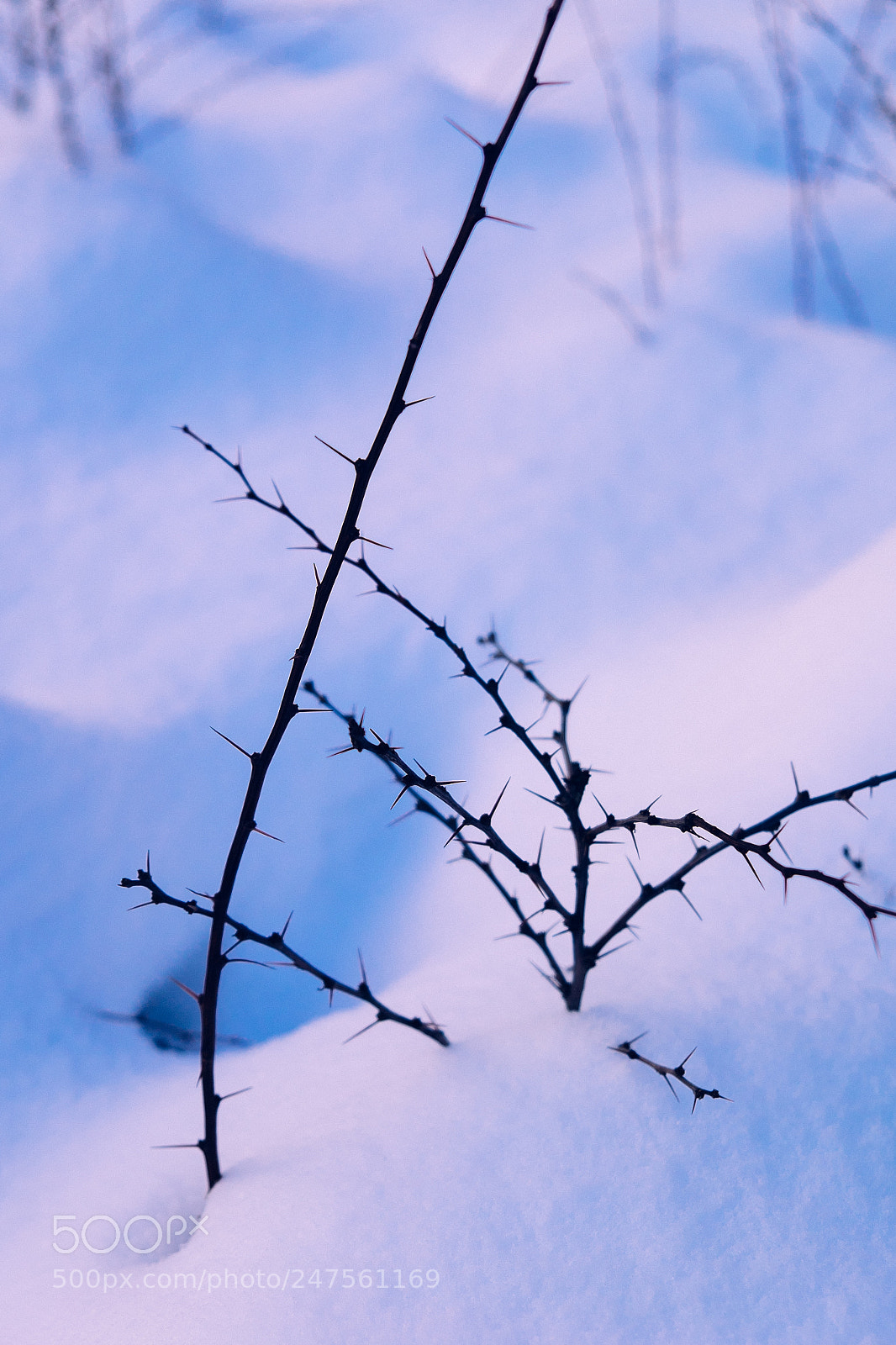 Fujifilm X-T1 sample photo. Thorn photography