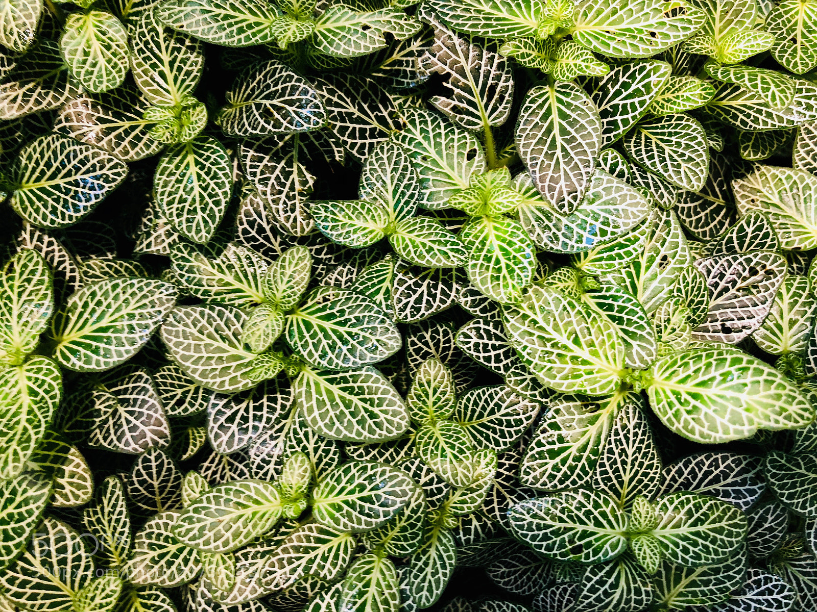 Apple iPhone X sample photo. Natural pattern photography