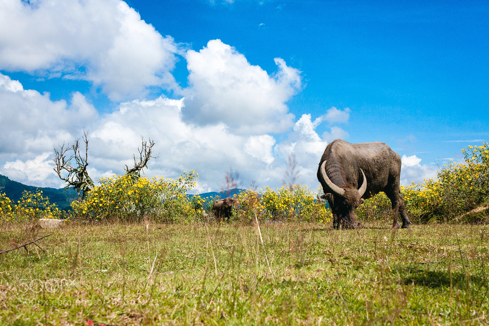 Canon EOS 40D sample photo. Morning on the plateau photography