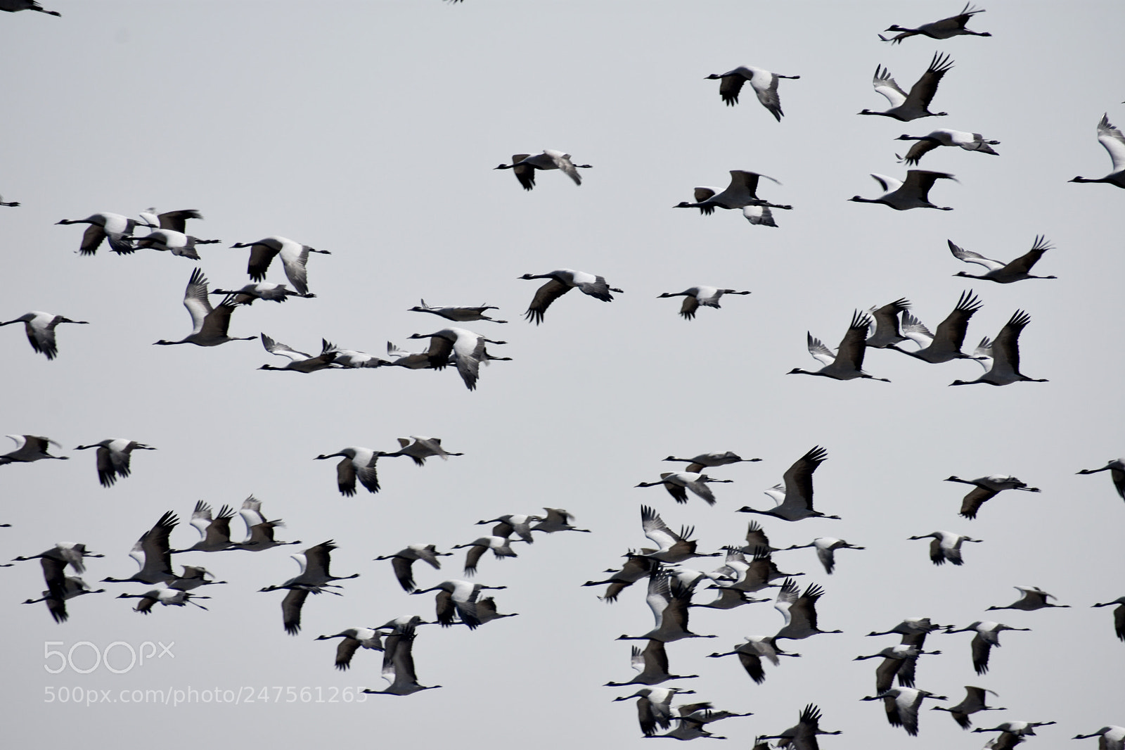 Nikon D3400 sample photo. Group of common cranes photography