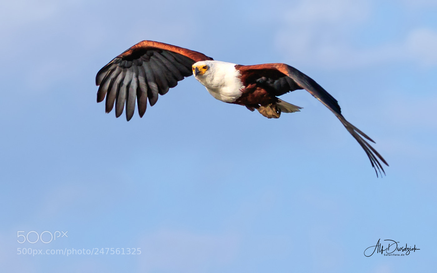 Canon EOS 7D Mark II sample photo. Wildlife african fish eagle photography