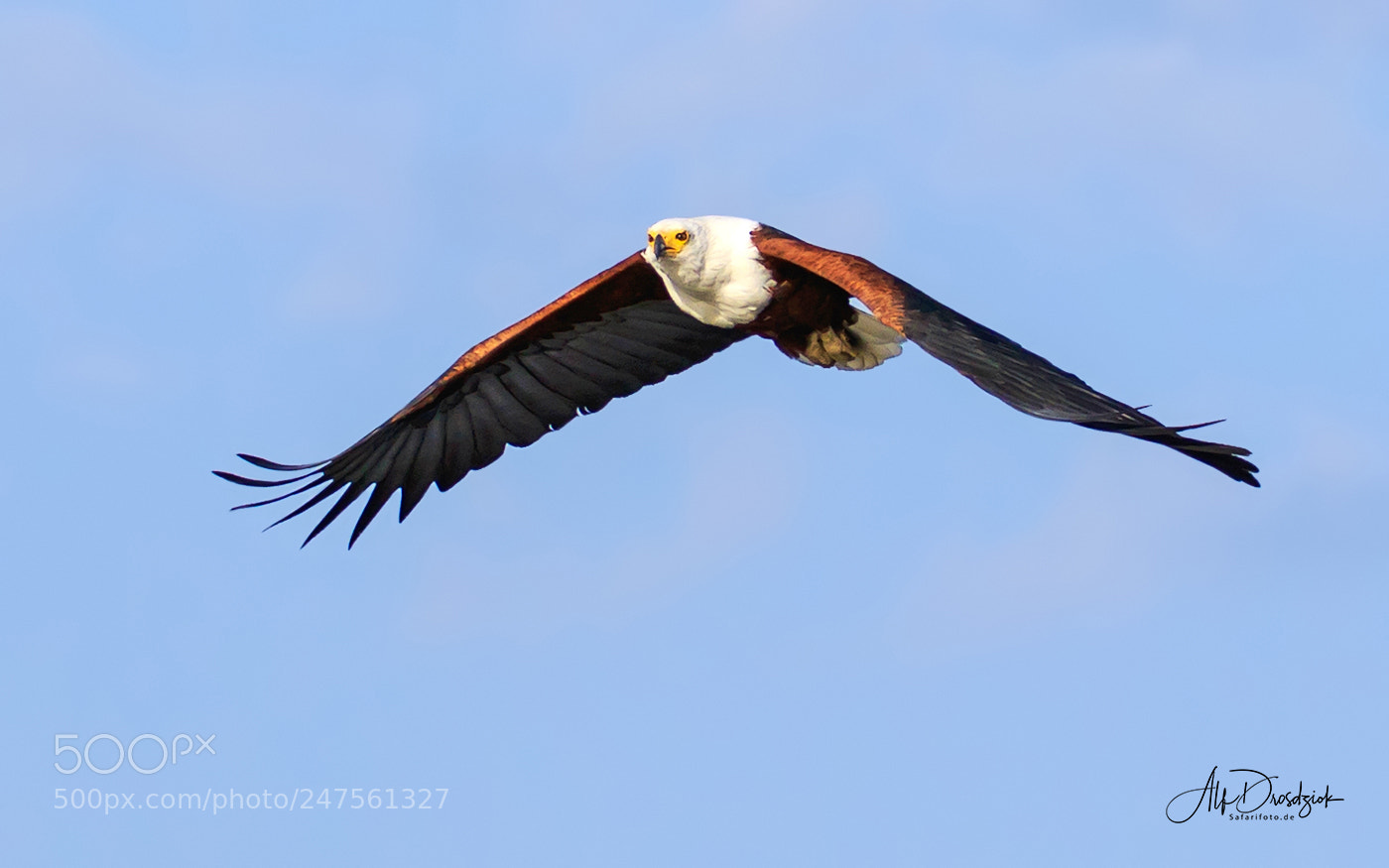 Canon EOS 7D Mark II sample photo. Wildlife african fish eagle photography