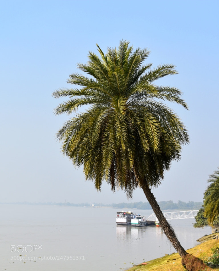 Nikon D3400 sample photo. Tree on the coast photography