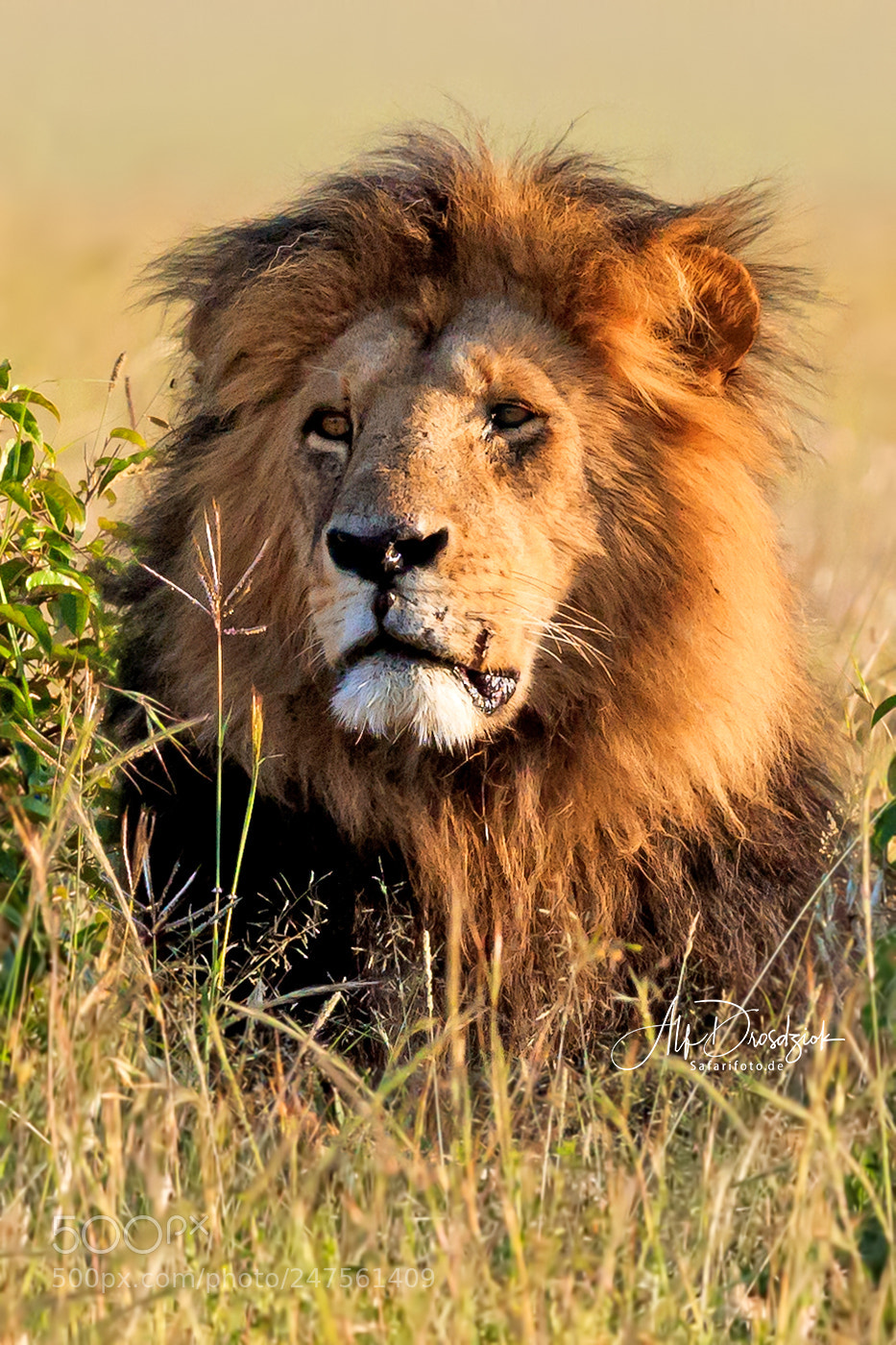 Canon EOS 5DS R sample photo. Portrait of a lion photography