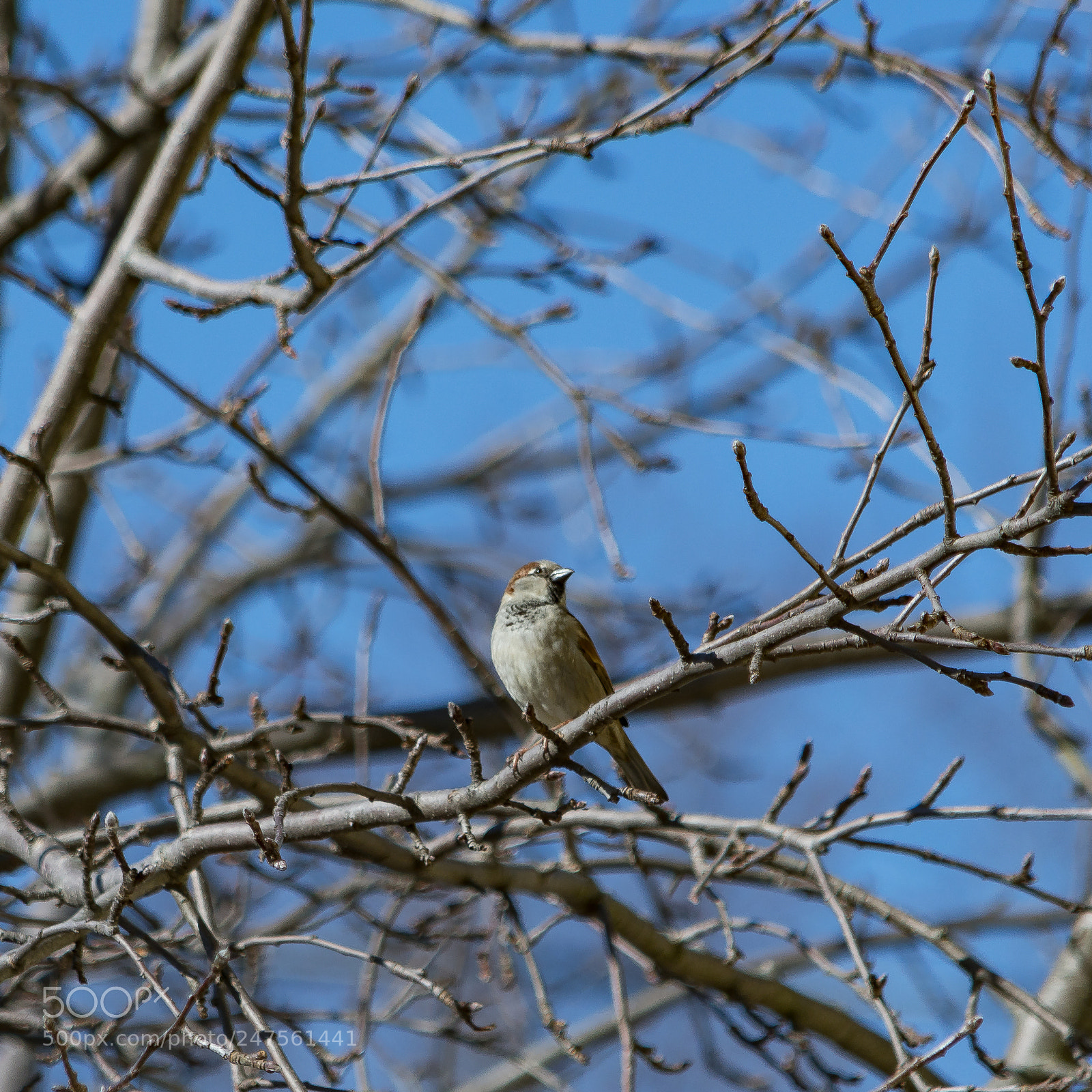 Nikon D500 sample photo. Relaxing on a branch photography