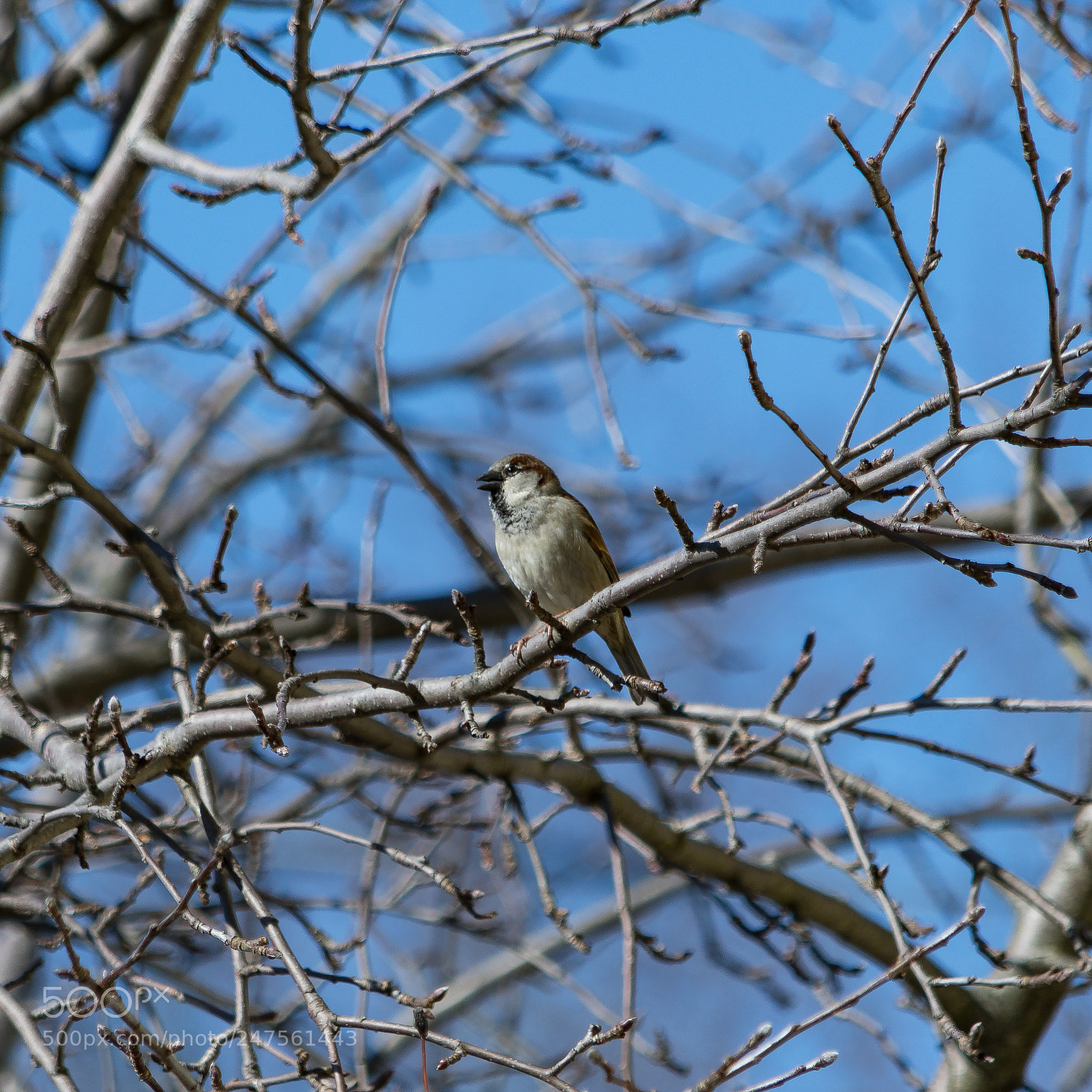 Nikon D500 sample photo. Preparing to sing on photography