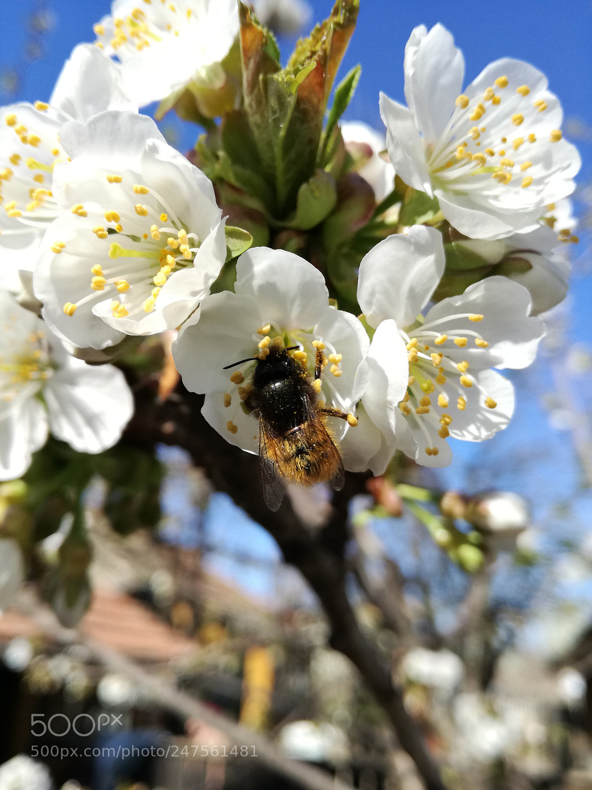 HUAWEI P9 LITE sample photo. 5# photography