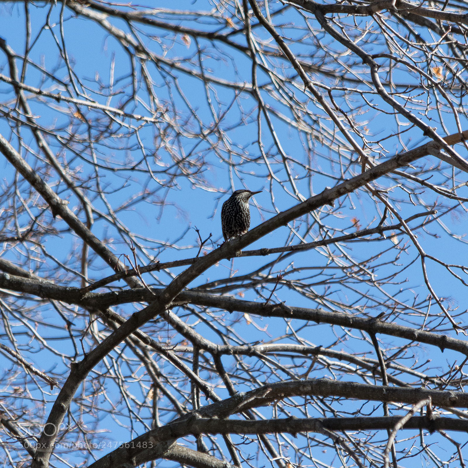 Nikon D500 sample photo. Unique looking bird photography