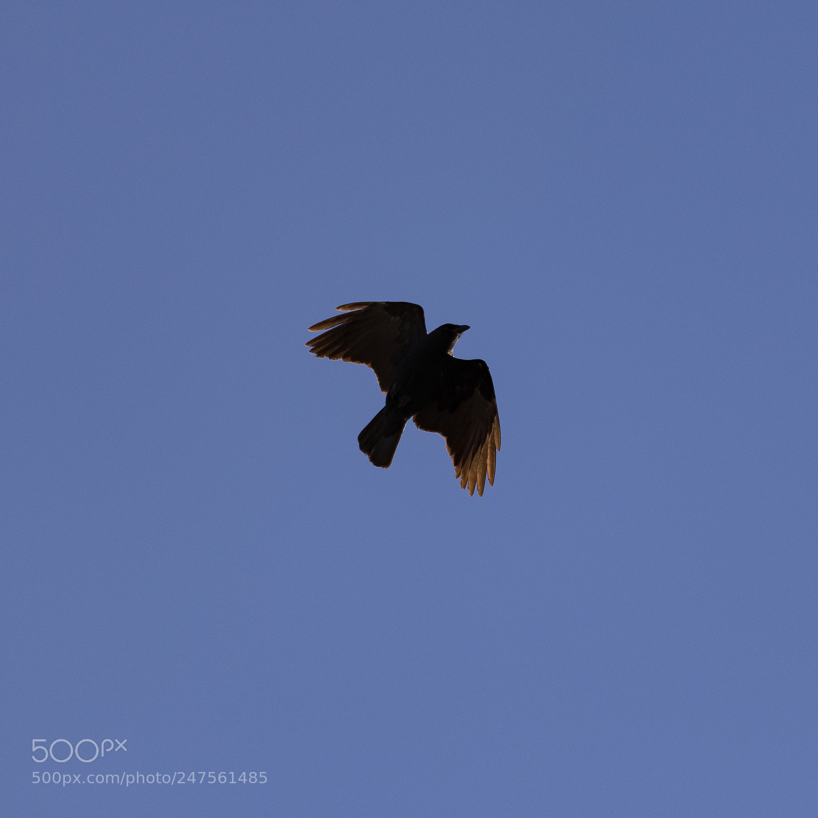 Nikon D500 sample photo. Patrolling the sky photography