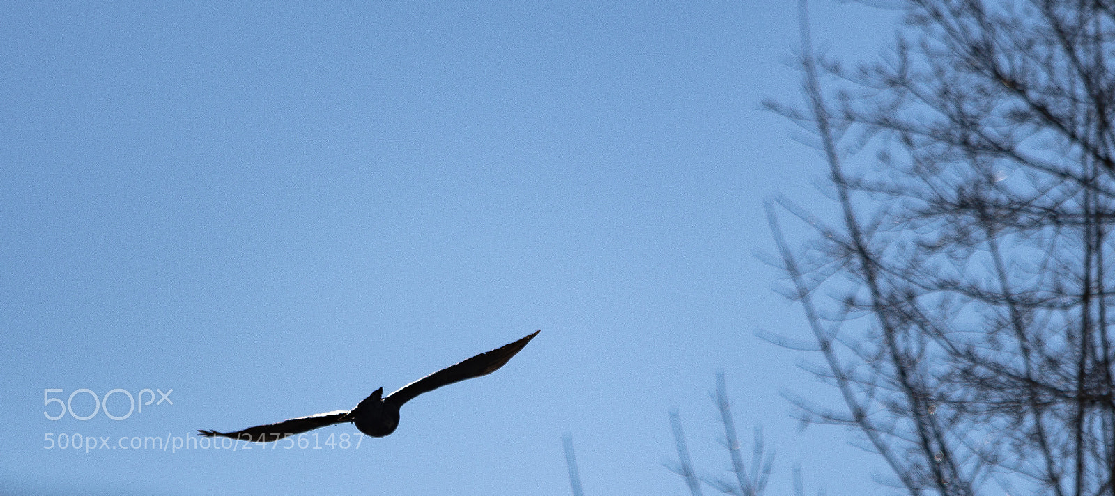 Nikon D500 sample photo. Over the fence photography