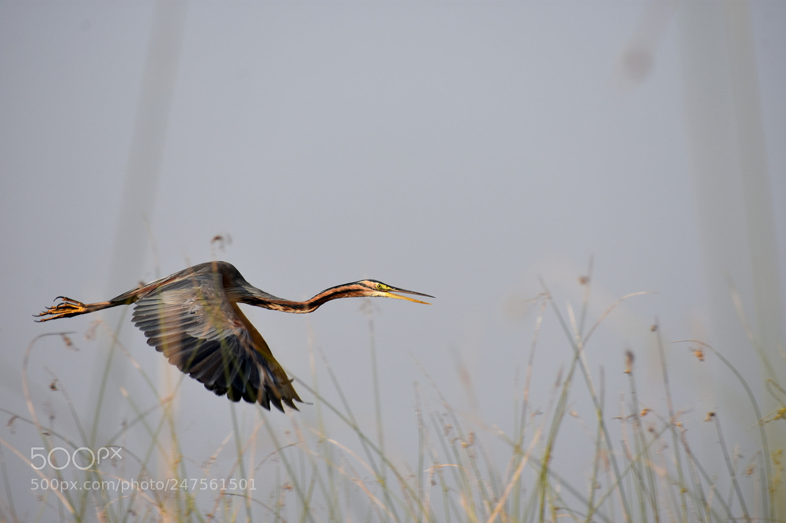 Nikon D3400 sample photo. Purple heron photography