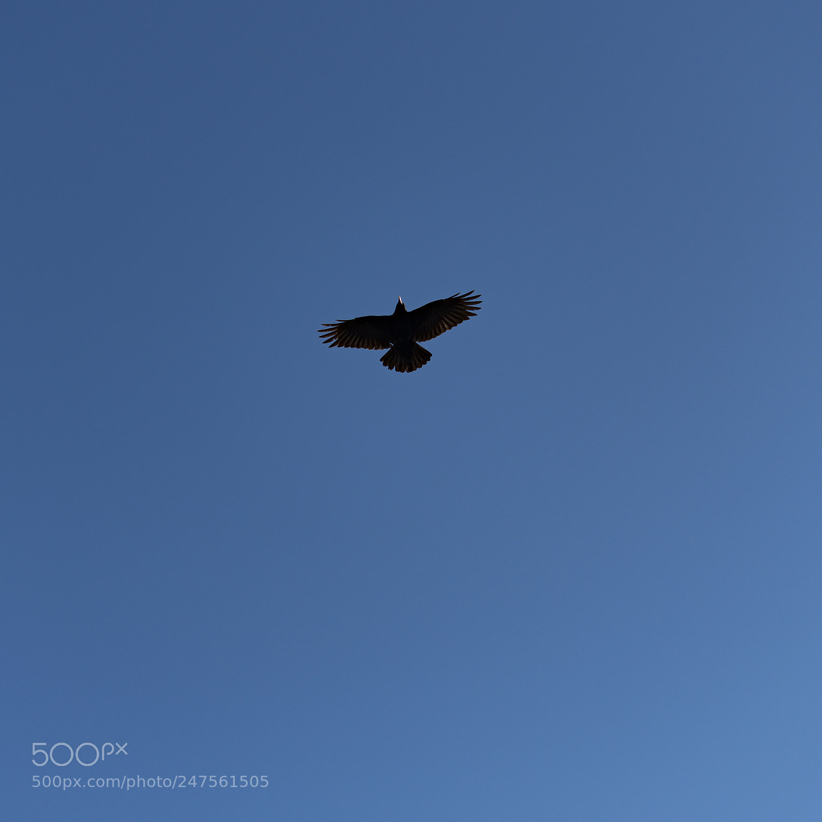Nikon D500 sample photo. Through the sky photography