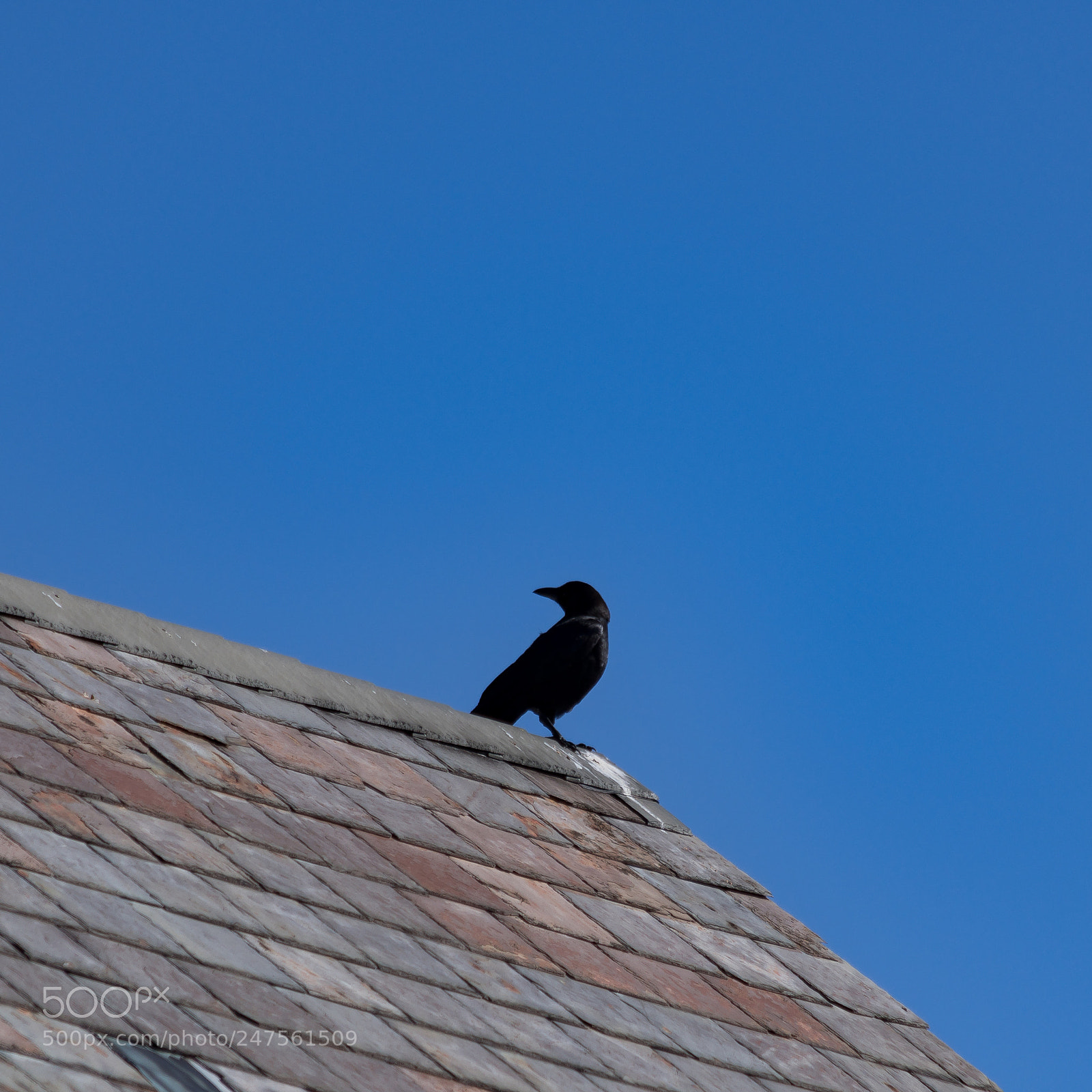 Nikon D500 sample photo. Sitting on a roof photography