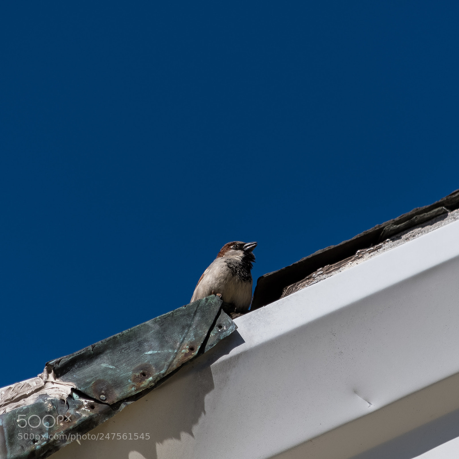 Nikon D500 sample photo. Bird on a roof photography