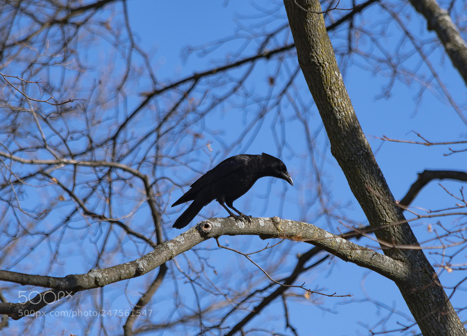 Nikon D500 sample photo. Crow on tree photography