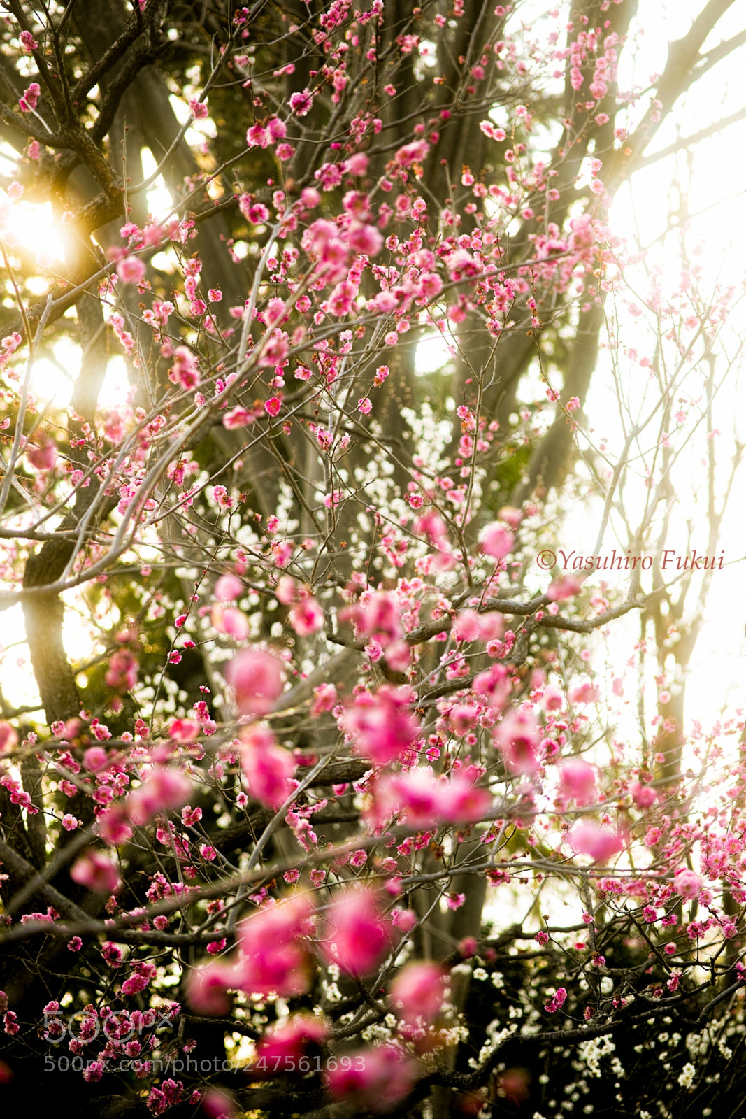 Sigma DP3 Merrill sample photo. Ume photography