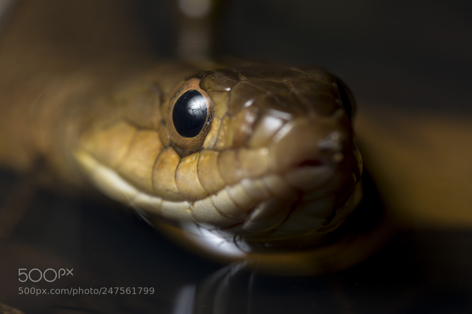 Nikon D5200 sample photo. Common keelback (tropidonophis mairii) photography