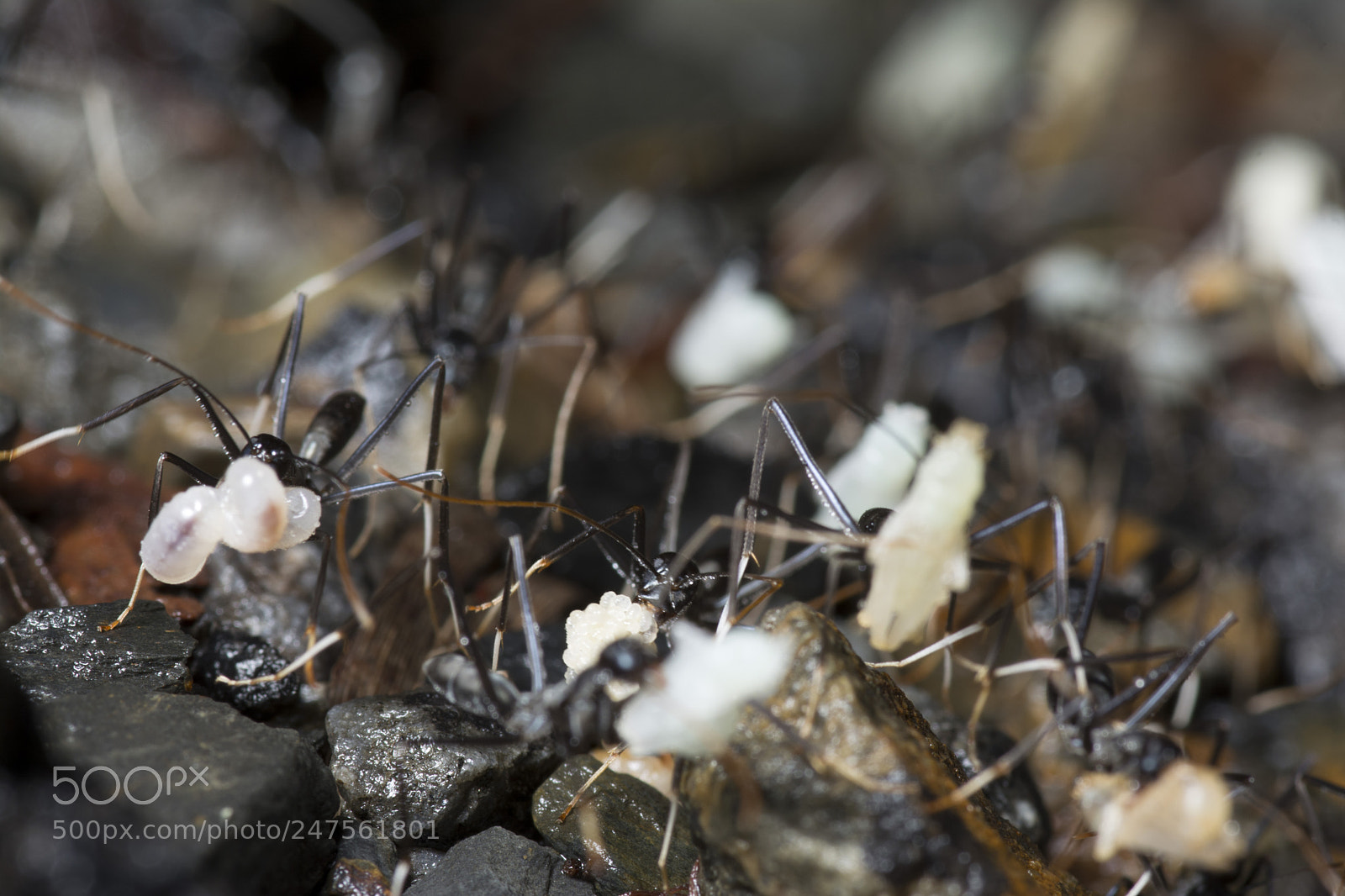 Nikon D5200 sample photo. Ants moving nest photography