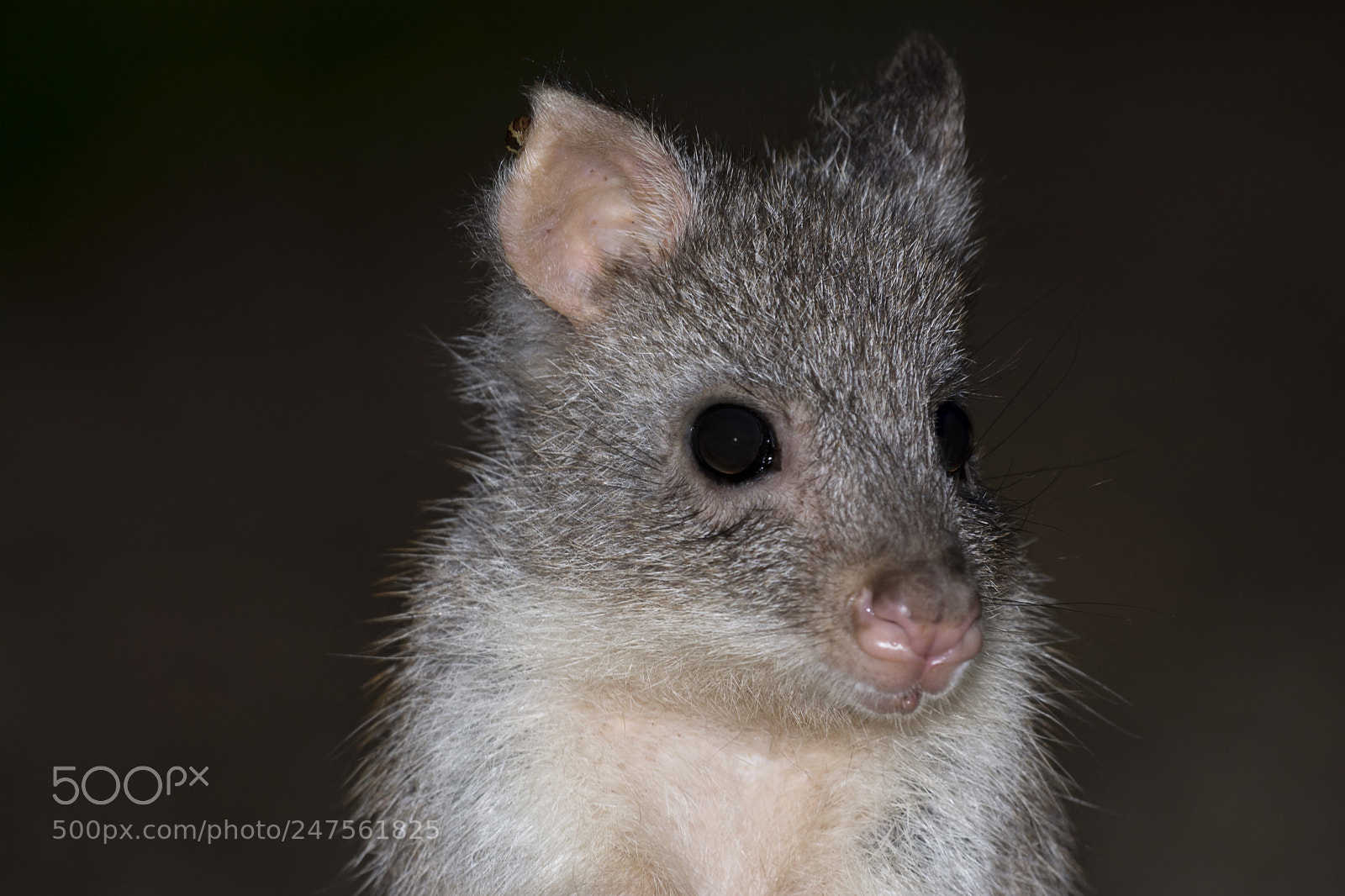 Nikon D5200 sample photo. Rufous bettong (aepyprymnus rufescens) photography