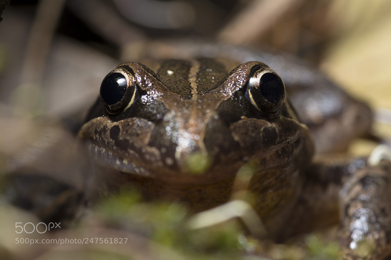 Nikon D5200 sample photo. Striped marsh frog limnodynastes photography