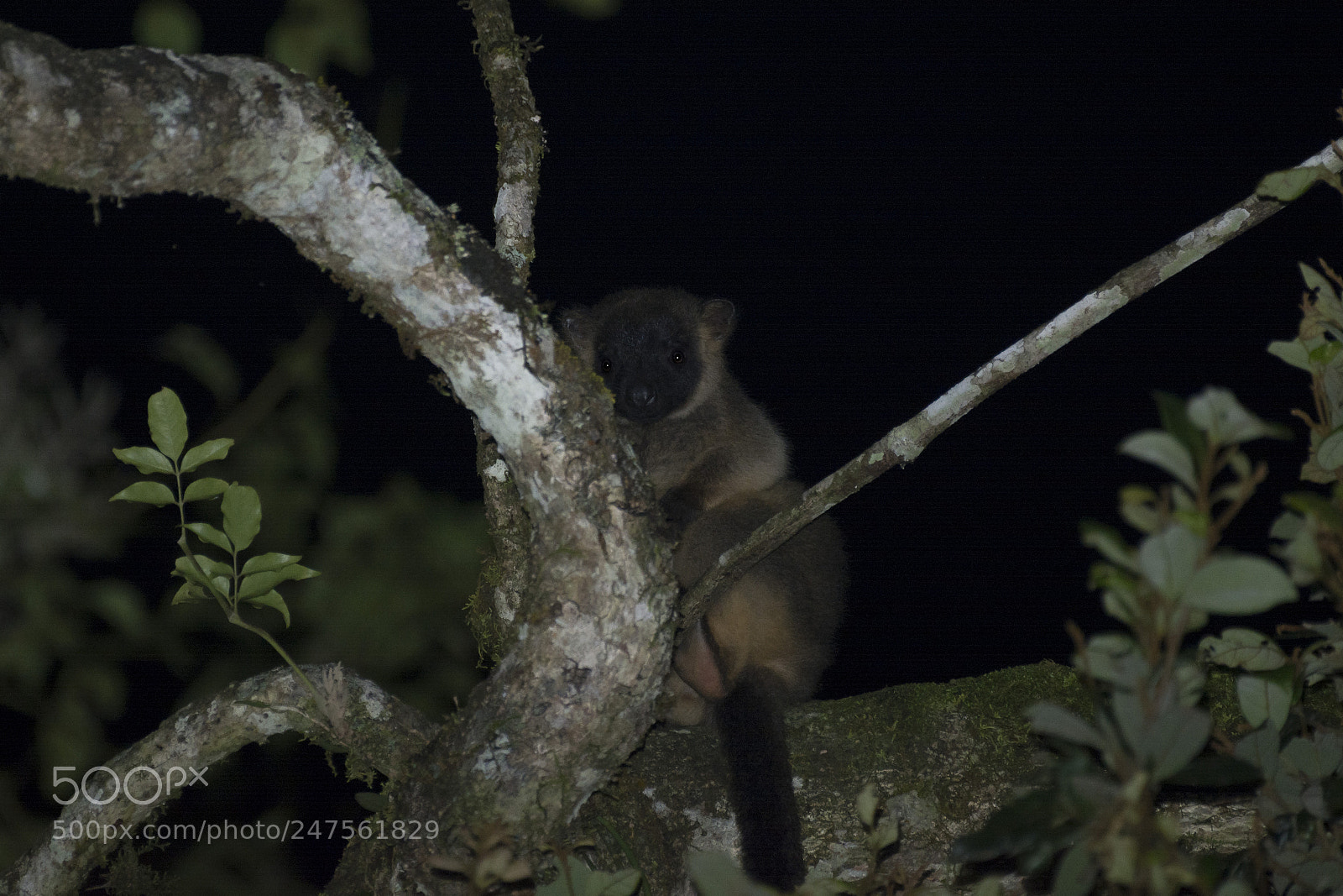 Nikon D5200 sample photo. Lumholtz's tree-kangaroo (dendrolagus lumholtzi) photography
