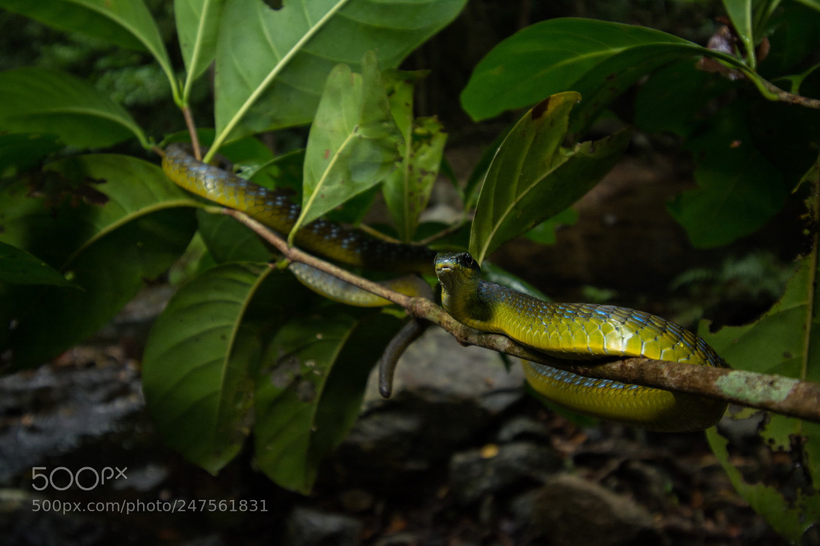 Nikon D5200 sample photo. Common tree snake dendrelaphis photography