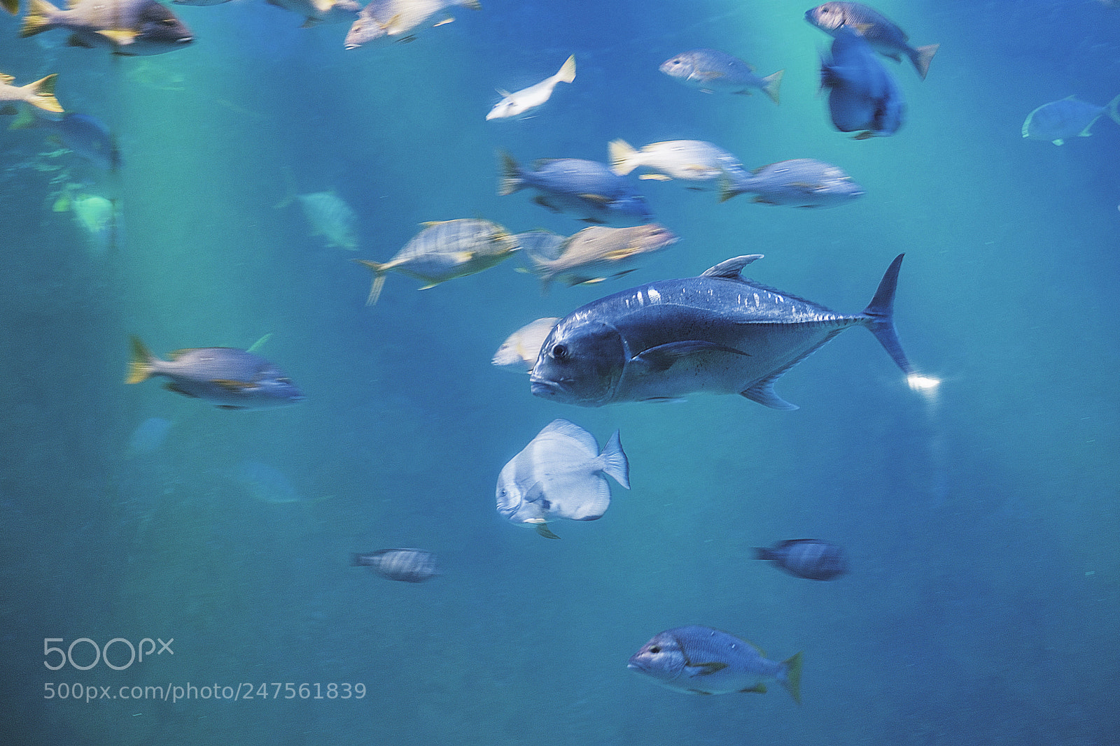 Fujifilm X-Pro2 sample photo. The fish of swimming photography