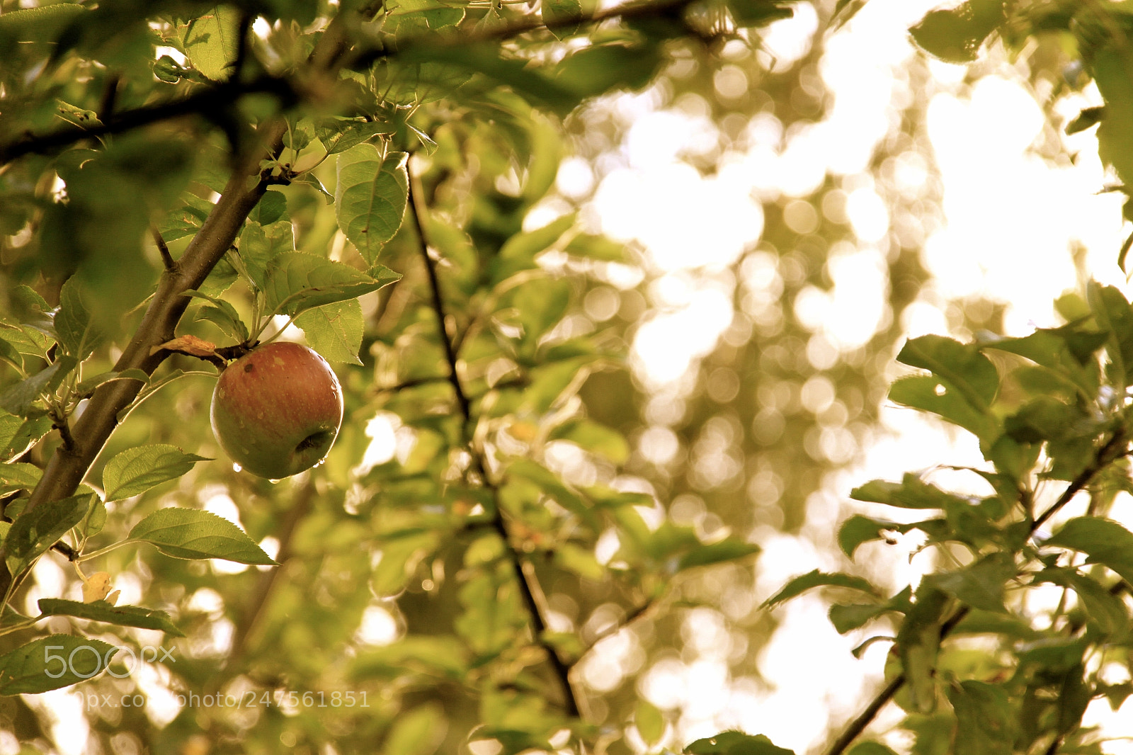 Canon EOS 50D sample photo. اخبار الطبيعة photography