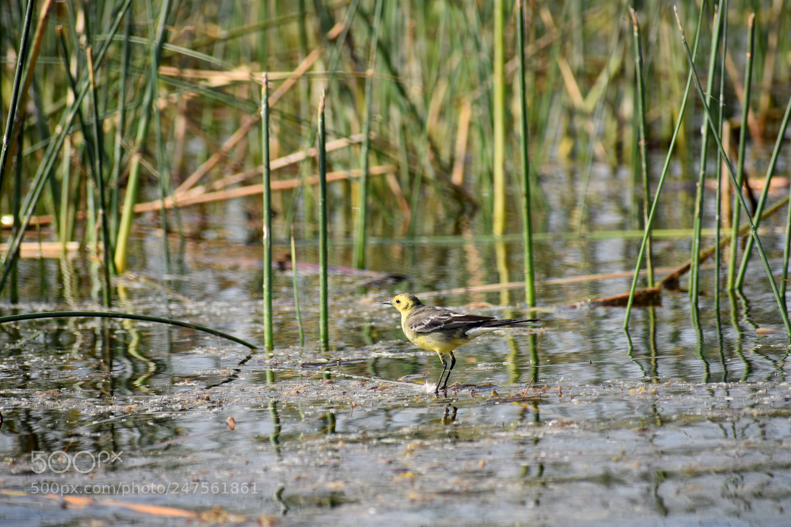 Nikon D3400 sample photo. Yellow wagtail photography