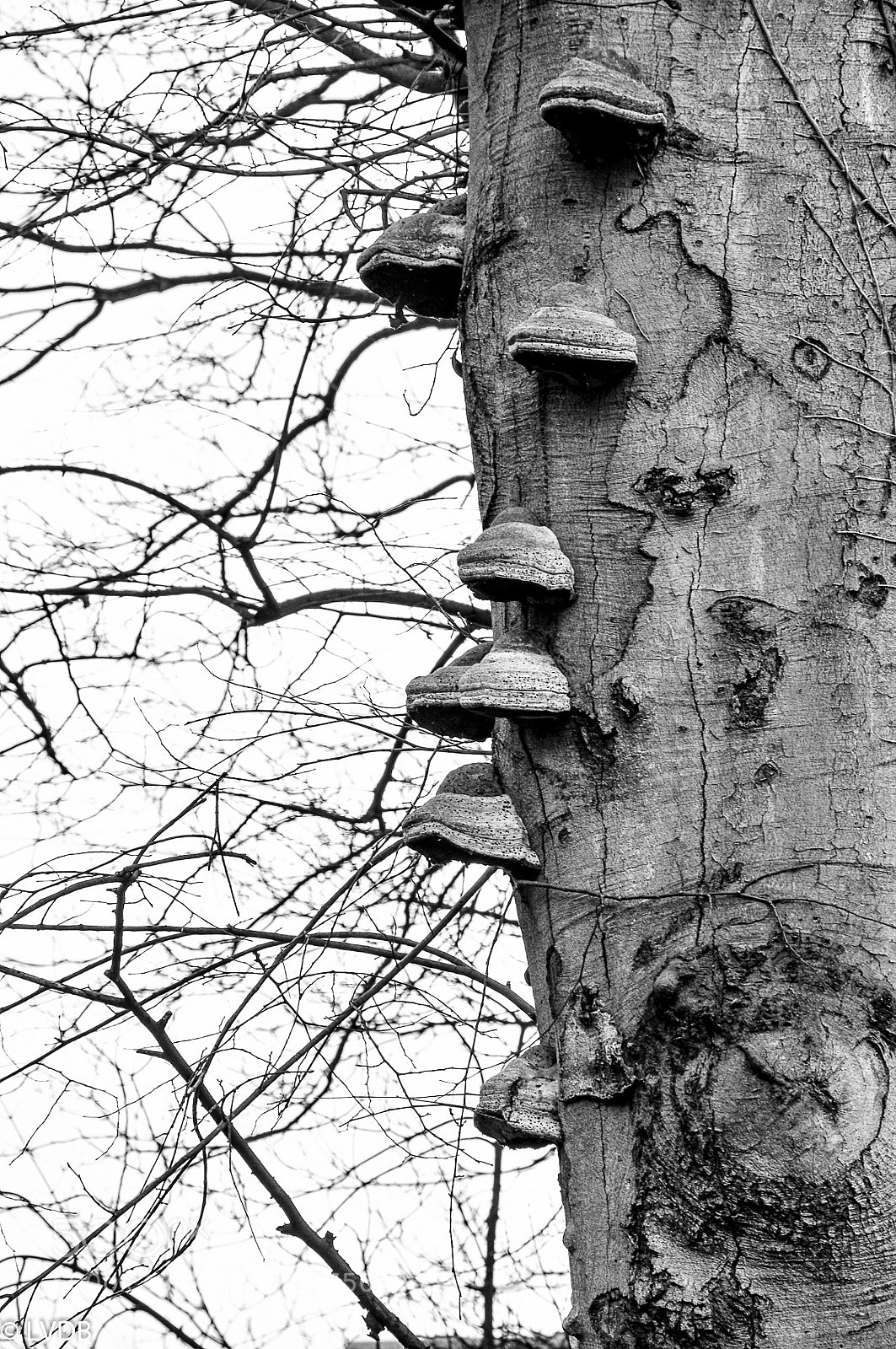 Nikon D300 sample photo. Mushroom on old three photography