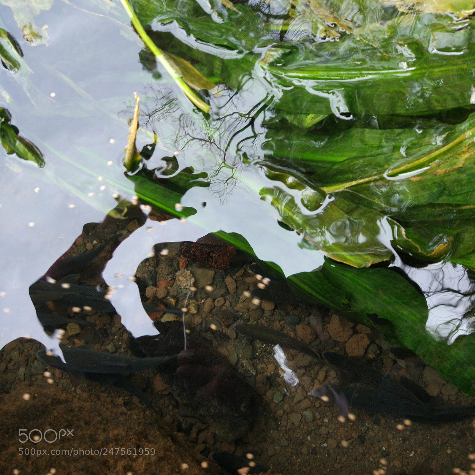 Xiaomi MI 5 sample photo. Fish ＆ fun photography